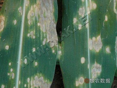 玉米灰斑病