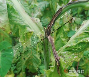 柑橘黄叶症状示例0