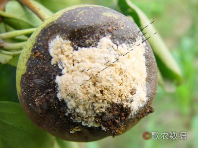 梨果红粉病
