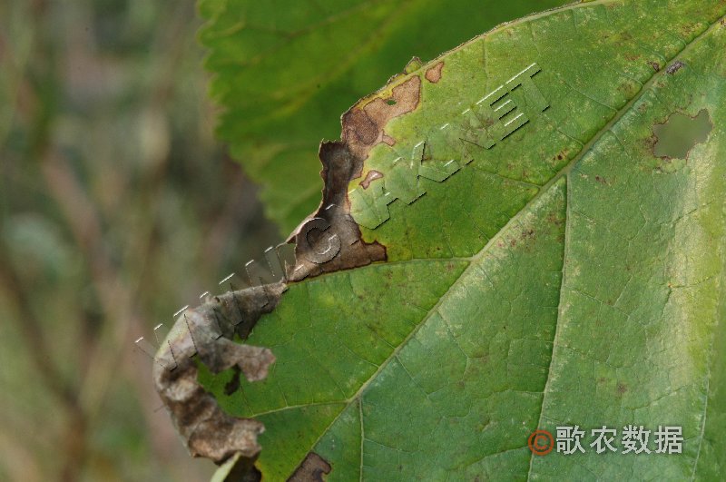 柑橘黄叶症状示例0