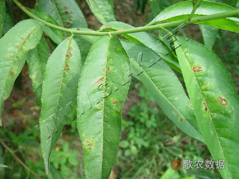 柑橘黄叶症状示例0