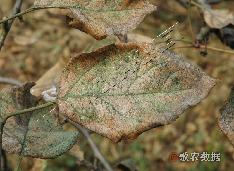 柑橘黄叶症状示例1