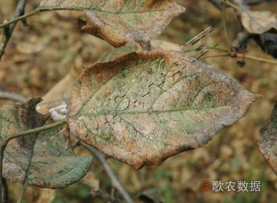 梨叶疫病