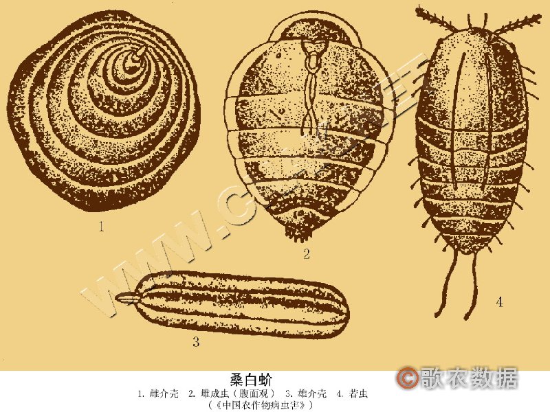 柑橘黄叶症状示例1