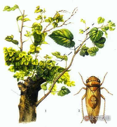 柑橘黄叶症状示例0