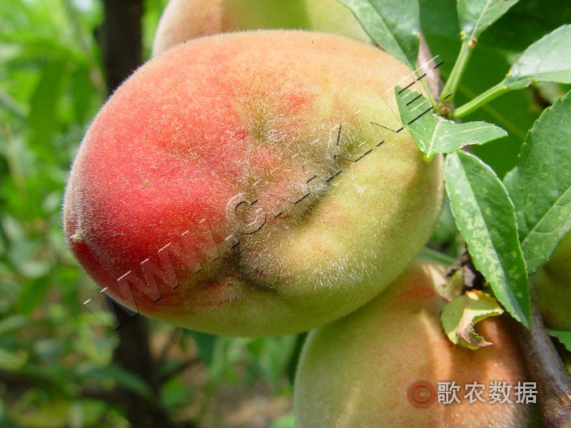 柑橘黄叶症状示例1