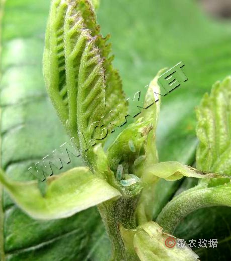 柑橘黄叶症状示例0