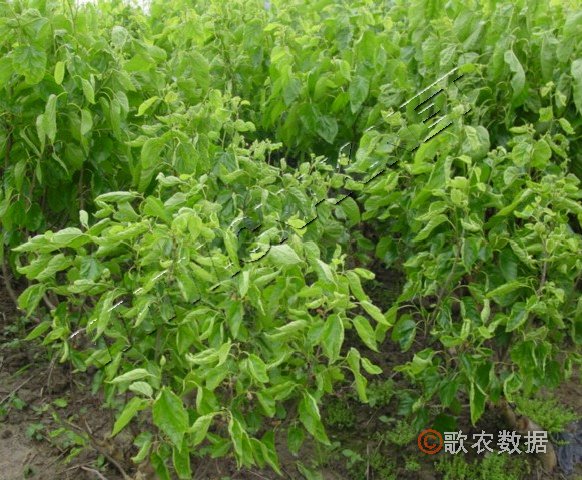 柑橘黄叶症状示例0