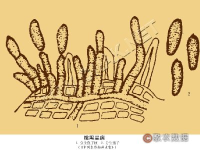 桃黑星病