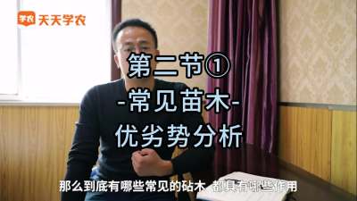 第2-1节-常见苗木的优劣势分析