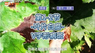 第1-2节-叶片白腐-V字形病斑