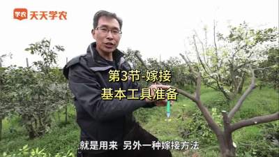 第3节-嫁接的基本工具准备