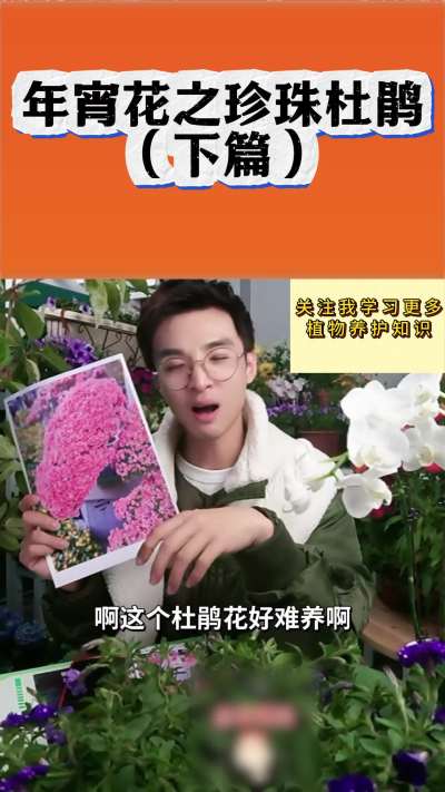 年宵花之珍珠杜鹃