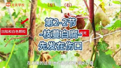 第2-2节-枝蔓白腐-先发在伤口