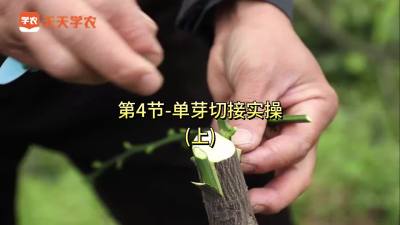 第4节-单芽切接实操（上）