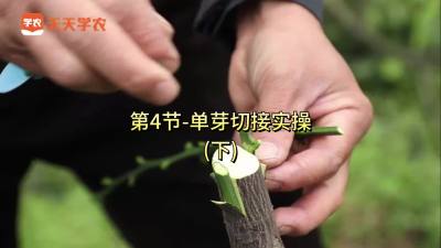 第4节-单芽切接实操（下）