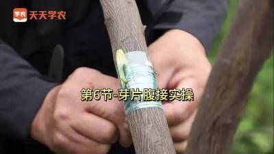 第6节-芽片腹接实操