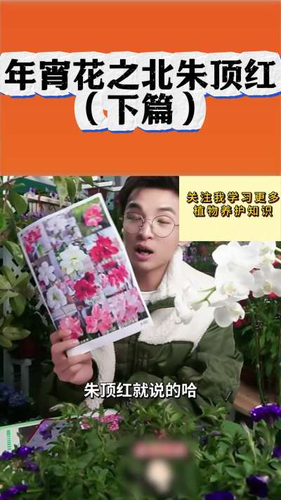 年宵花之朱顶红