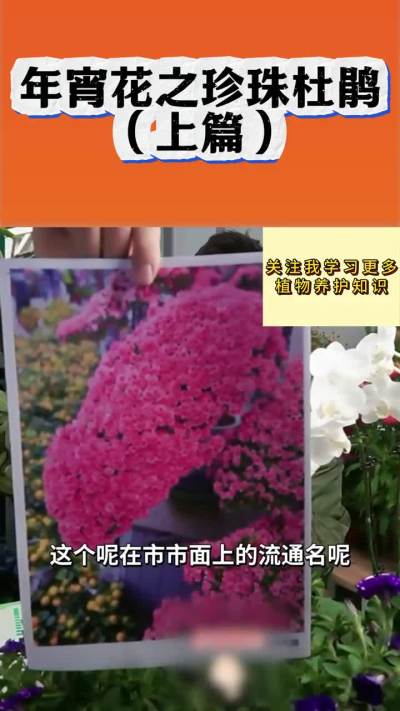 年宵花之珍珠杜鹃