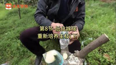 第8节-低位嫁接-重新培养主枝（下）