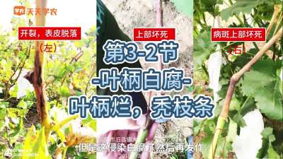 第3-2节-叶柄白腐-叶柄烂，秃枝条