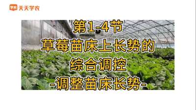 第1-4节-草莓苗床上长势的综合调控