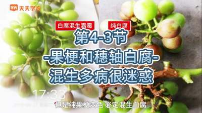 第4-3节-果梗和穗轴白腐-混生多病