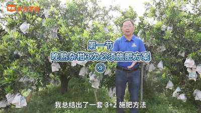 第1-3节-晚熟杂柑3次必须施肥方案