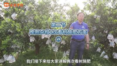 第2-1节-晚熟杂柑2次看树施肥方案