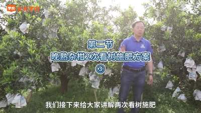 第2-3节-晚熟杂柑2次看树施肥方案