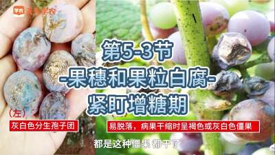 第5-3节-果穗和果粒白腐-紧盯增糖期