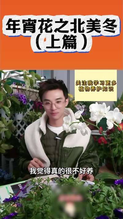 年宵花之北美冬青