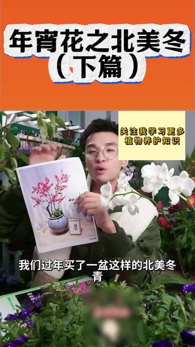 年宵花之北美冬青