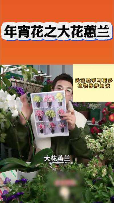 年宵花之花惠兰