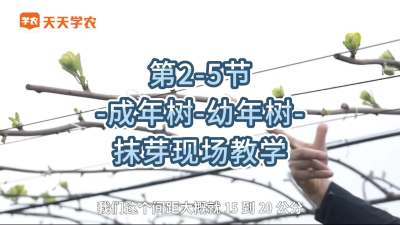 第2-5节-成年树，幼年树抹芽现场教学