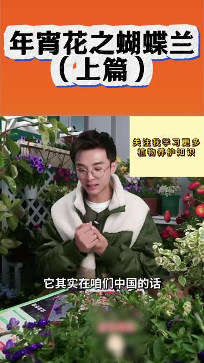 年宵花之蝴蝶兰