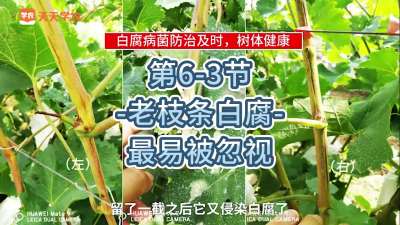 第6-3节-老枝条白腐-最易被忽视