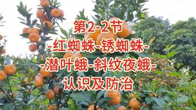 第2-2节-红蜘蛛、锈蜘蛛等认识及防治
