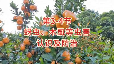 第3-4节-蚜虫、木虱等虫害的认识及防治