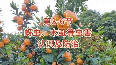 第3-6节-蚜虫、木虱等虫害的认识及防治