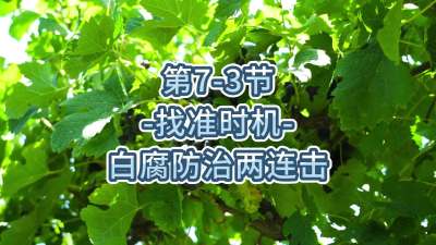 第7-3节-找准时机，白腐防治两连击
