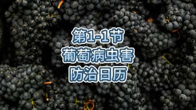 第1-1节-葡萄病虫害防治日历