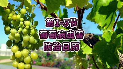 第1-5节-葡萄病虫害防治日历
