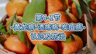 第4-1节-黄龙病、溃疡病等认识及防治