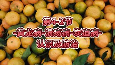 第4-2节-黄龙病、溃疡病等认识及防治