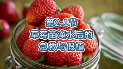 第2-1节-草莓苗淹水后的急救与假植