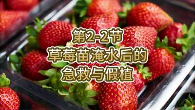 第2-2节-草莓苗淹水后的急救与假植