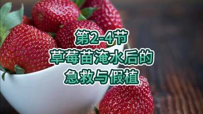 第2-4节-草莓苗淹水后的急救与假植