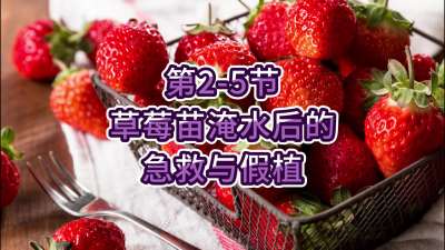 第2-5节-草莓苗淹水后的急救与假植