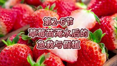 第2-6节-草莓苗淹水后的急救与假植